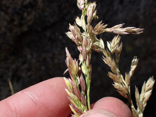 Image of Festuca kingii by (c) Martin Purdy, some rights reserved (CC BY)
