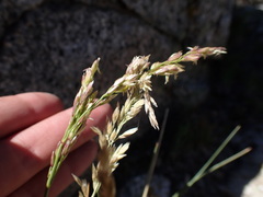 Festuca kingii