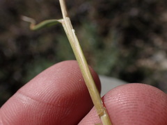 Festuca kingii
