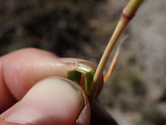 Festuca kingii