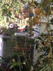 Aphelocoma californica