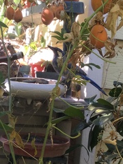 Aphelocoma californica