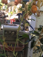 Aphelocoma californica