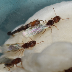 Pheidole californica