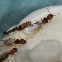 Pheidole californica