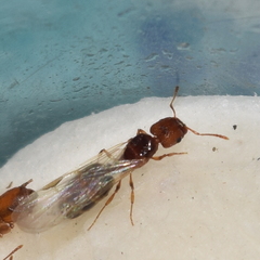 Pheidole californica