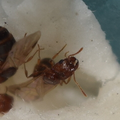 Pheidole californica