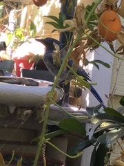 Aphelocoma californica