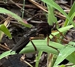 Diogmites platypterus