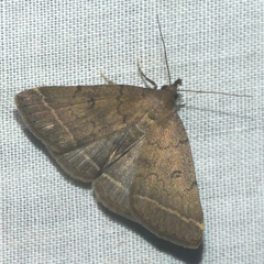 Zanclognatha zelleralis