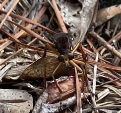 Diogmites platypterus
