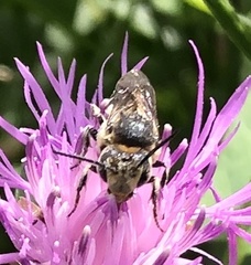 Coelioxys