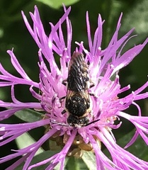 Coelioxys