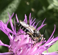 Coelioxys