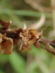Orobanche minor