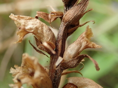 Orobanche minor
