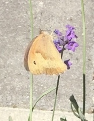 Maniola jurtina