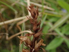 Orobanche minor
