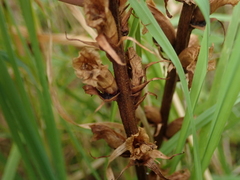 Orobanche minor