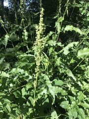 Rumex longifolius