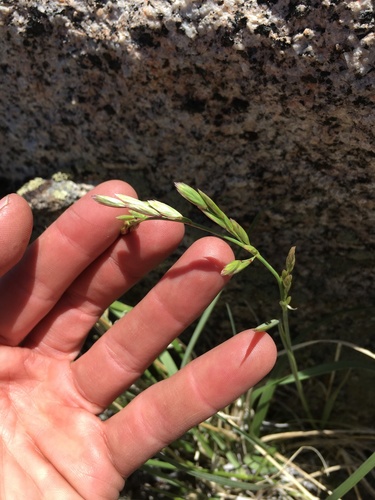 Image of Festuca kingii by (c) Martin Purdy, some rights reserved (CC BY)
