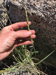 Festuca kingii