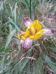 Iris variegata