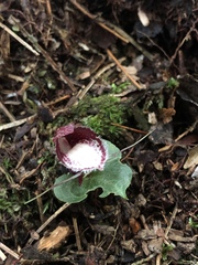 Corybas taiwanensis