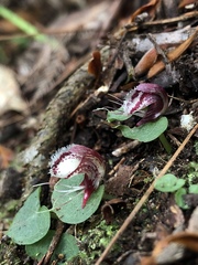 Corybas taiwanensis