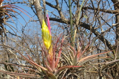 Tillandsia concolor