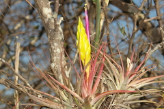 Tillandsia concolor