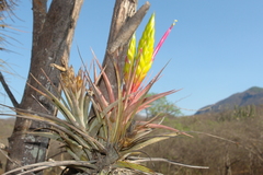 Tillandsia concolor