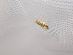 Phyllonorycter distentella