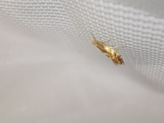 Phyllonorycter distentella