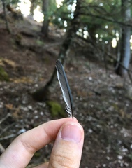 Cyanistes caeruleus calamensis