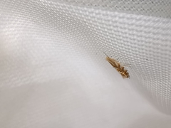 Phyllonorycter distentella