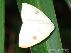 Topomesoides jonasii