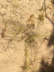 Pilularia globulifera