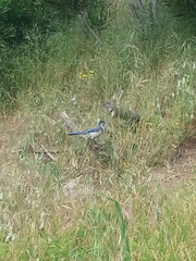 Aphelocoma californica