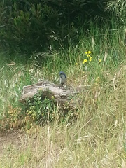 Aphelocoma californica