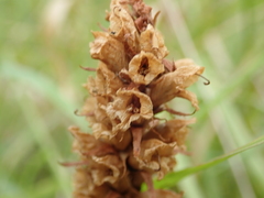 Orobanche minor