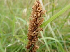 Orobanche minor