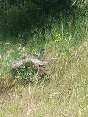 Aphelocoma californica