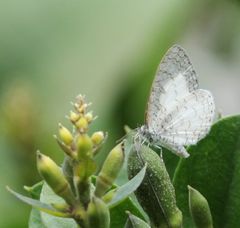 Spalgis lemolea lemolea