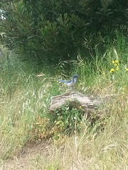 Aphelocoma californica