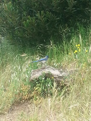 Aphelocoma californica