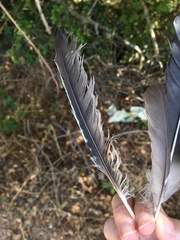 Garrulus glandarius graecus