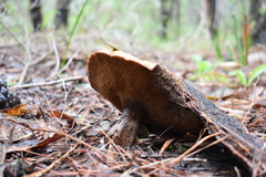 Austroboletus occidentalis