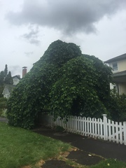 Ulmus glabra camperdownii