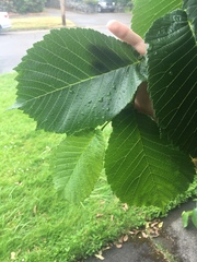 Ulmus glabra camperdownii